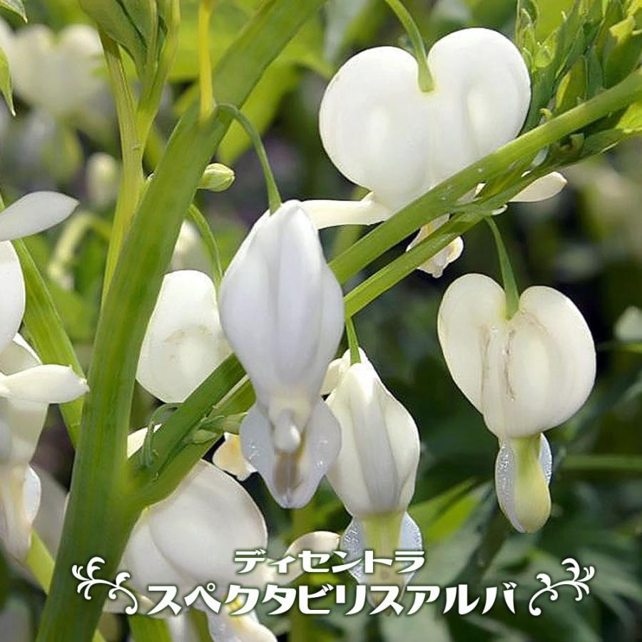 タイツリソウ　白花　アルバ♥️限定1 売り切れ タイツリソウ （ディセントラ・ケマンソウ） 白 ポット苗 : 苗木部 花