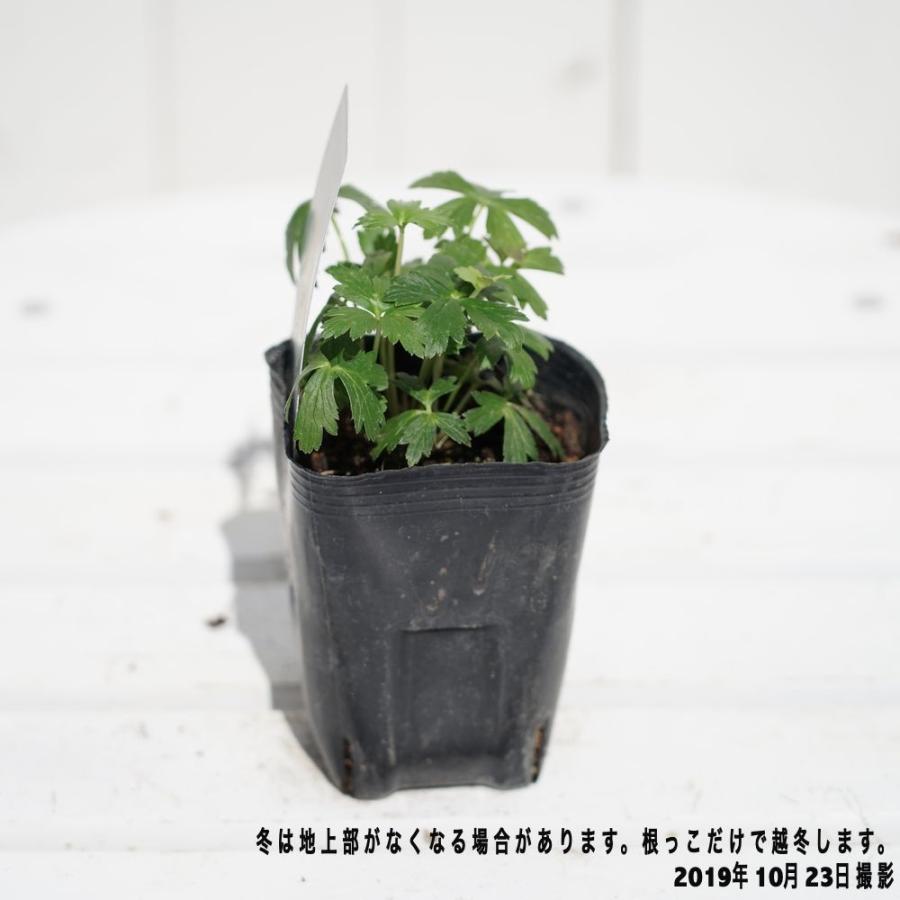 トロリウス キンバイソウ アラバスター ポット苗 宿根草 苗 多年草 耐寒性 Kusabana Tororiusu Arabasuta 苗木部 花ひろばオンライン 通販 Yahoo ショッピング