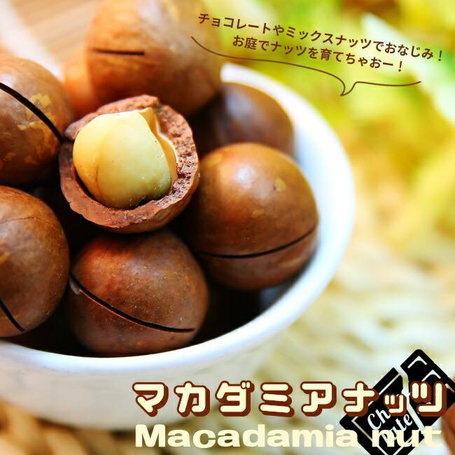 【マカダミアナッツ取り木】 ☀限定特別販売ご案内 バーモント、バーディック マカダミアナッツ バーモント種 取り木苗 7号スリット鉢植え : 苗木部