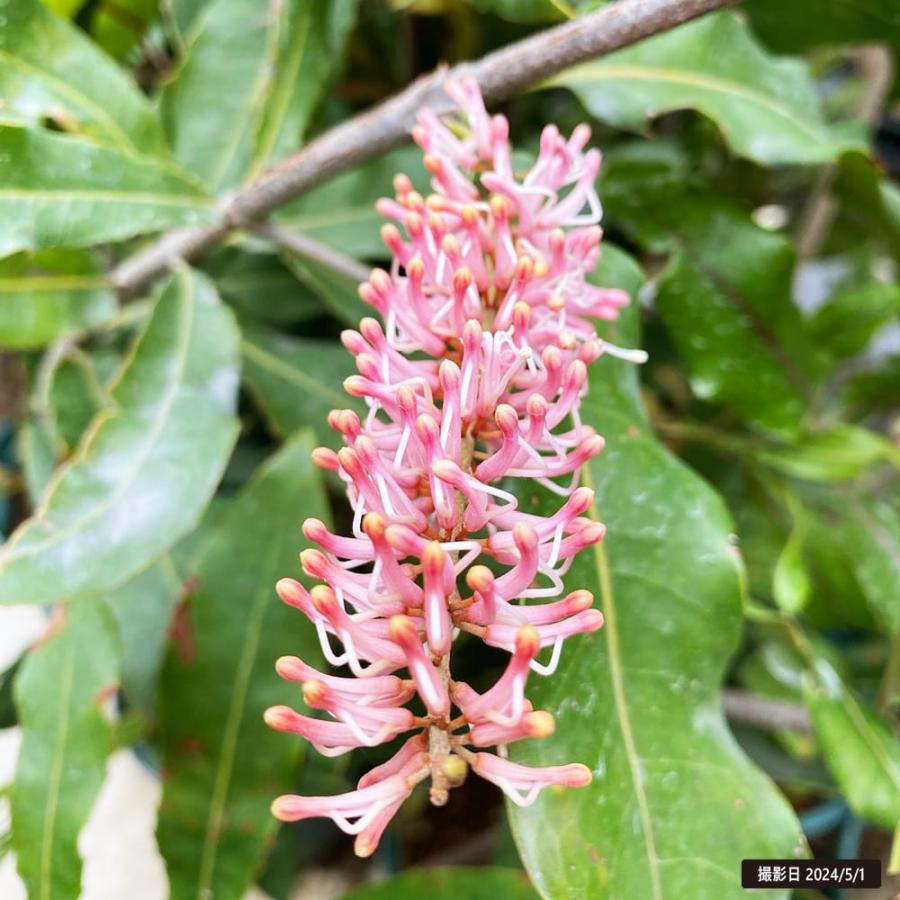 マカダミアナッツ バーモント種 取り木苗 7号スリット鉢植え : 苗木部
