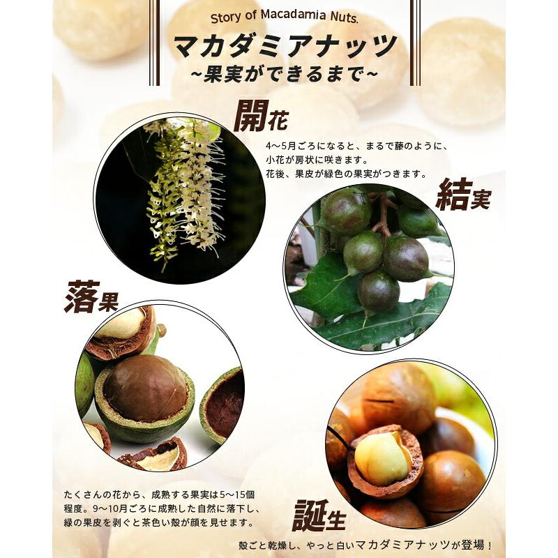 マカダミアナッツ バーモント種 取り木苗 7号スリット鉢植え : 苗木部