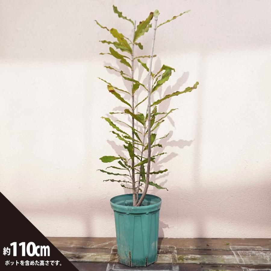 マカダミアナッツ バーモント種 取り木苗 7号スリット鉢植え : 苗木部