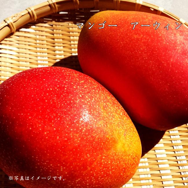 マンゴーの木 アーウィン 1年生接木苗 4.5号ポット苗 沖縄県産 : 苗木