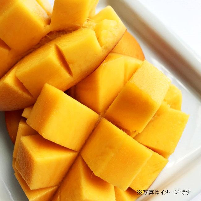 マンゴーの木 アーウィン 1年生接木苗 4.5号ポット苗 沖縄県産 : 苗木