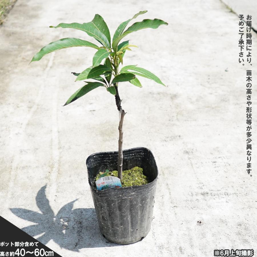 マンゴーの木 アーウィン 1年生接木苗 4.5号ポット苗 沖縄県産 : 苗木