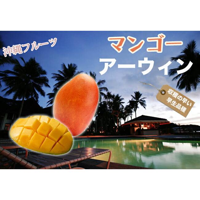 マンゴーの木 アーウィン 1年生接木苗 4.5号ポット苗 沖縄県産 : 苗木