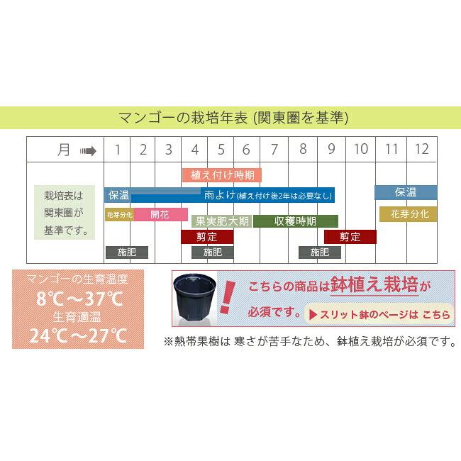 マンゴーの木 アーウィン 1年生接木苗 4.5号ポット苗 沖縄県産 : 苗木