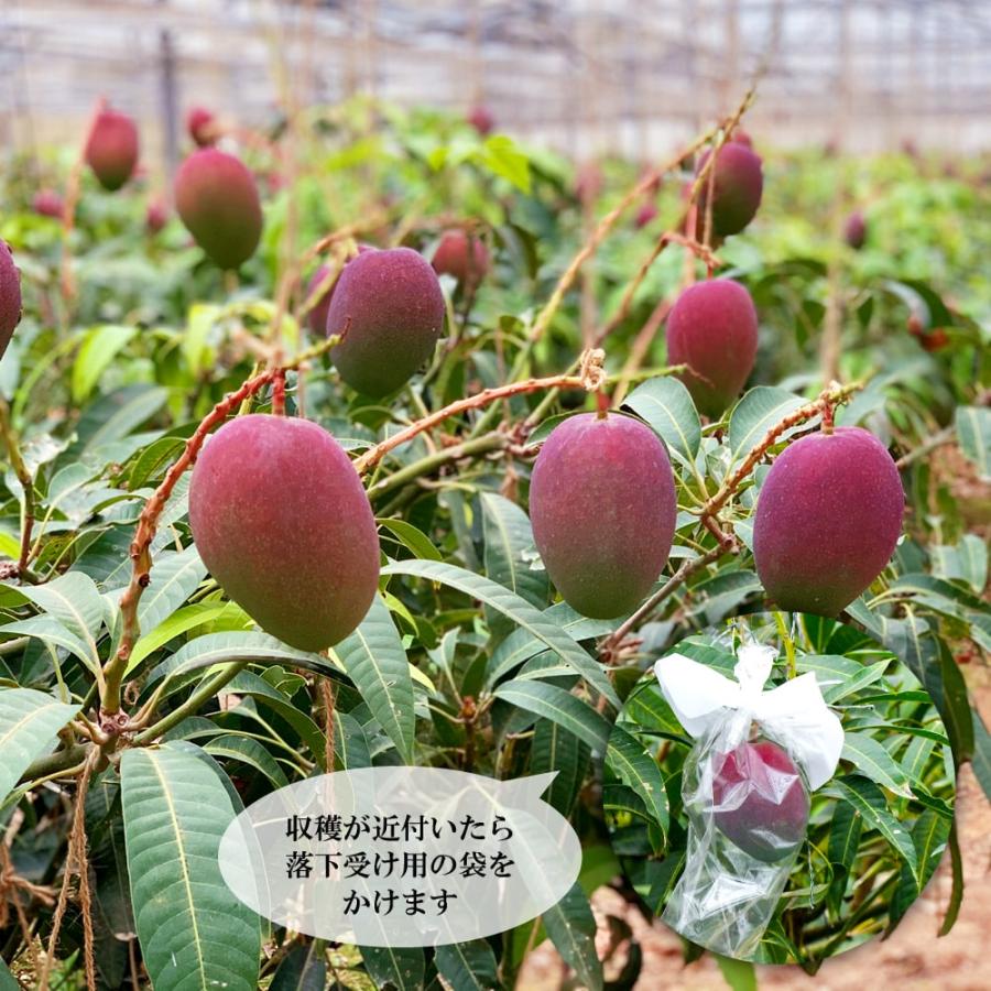 マンゴーの木 アーウィン 8号ポット 特大苗 沖縄県産 産地直送 代引不可 お届け日指定不可 Mango Awin01t 苗木部 花ひろばオンライン 通販 Yahoo ショッピング