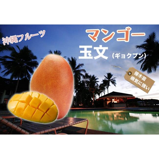 マンゴー 玉文 （きょくぶん） 接木大苗 沖縄県産 熱帯果樹 : 苗木部
