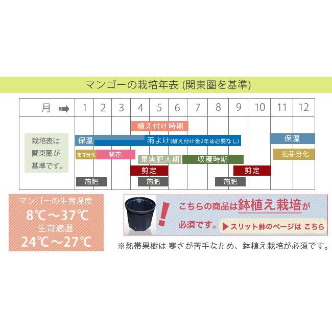 マンゴー 玉文 （きょくぶん） 接木大苗 沖縄県産 熱帯果樹 : 苗木部