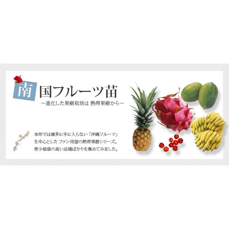 マンゴー 玉文 （きょくぶん） 接木大苗 沖縄県産 熱帯果樹 : 苗木部