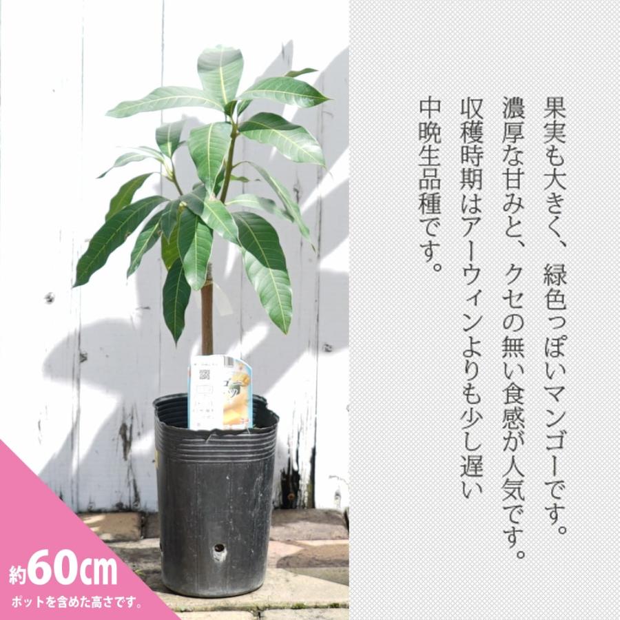 特大　希少　台湾キーツマンゴー接木苗木　実なった実績あり マンゴーの木 キーツ 1年生接木苗 4.5号ロングポット苗 沖縄県産