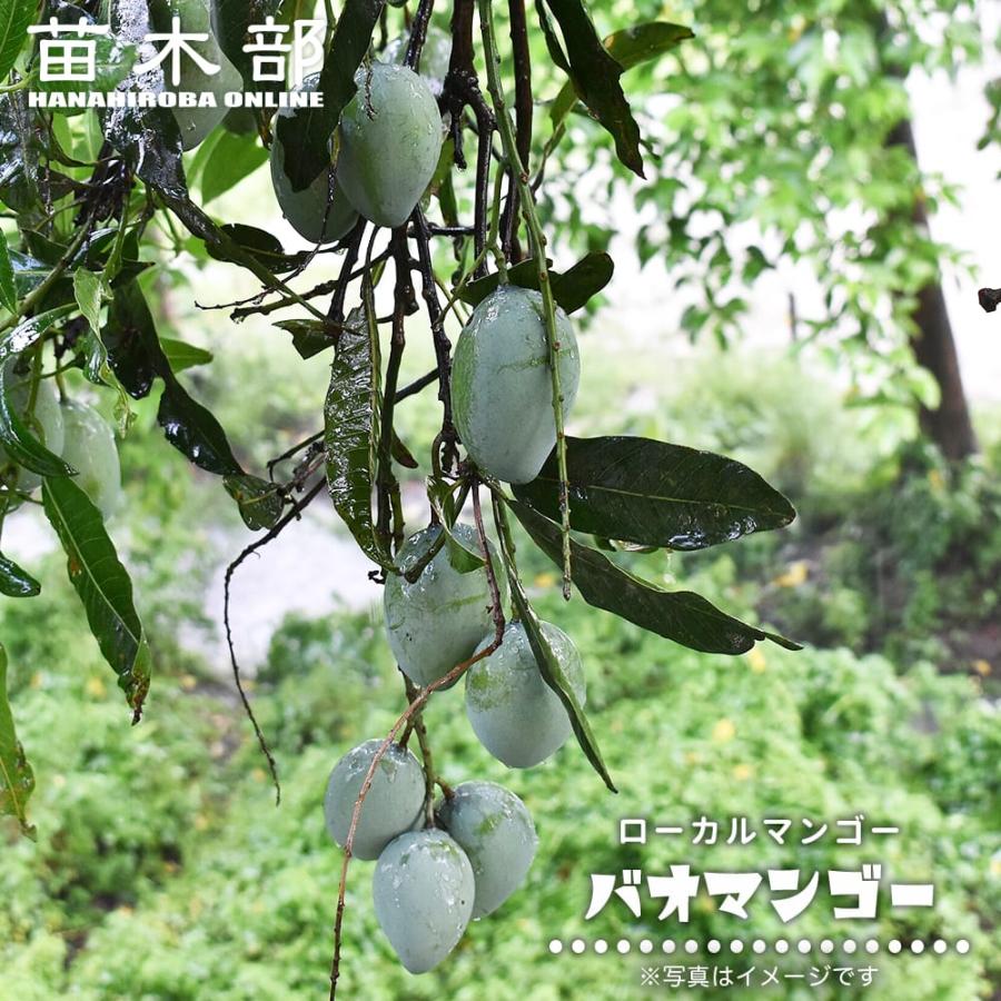バオマンゴー 3号ポット苗 | 