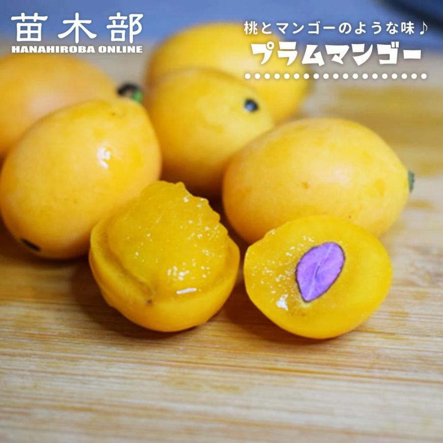 プラムマンゴー 3号ポット苗 爆買いweek : 苗木部 花ひろばオンライン