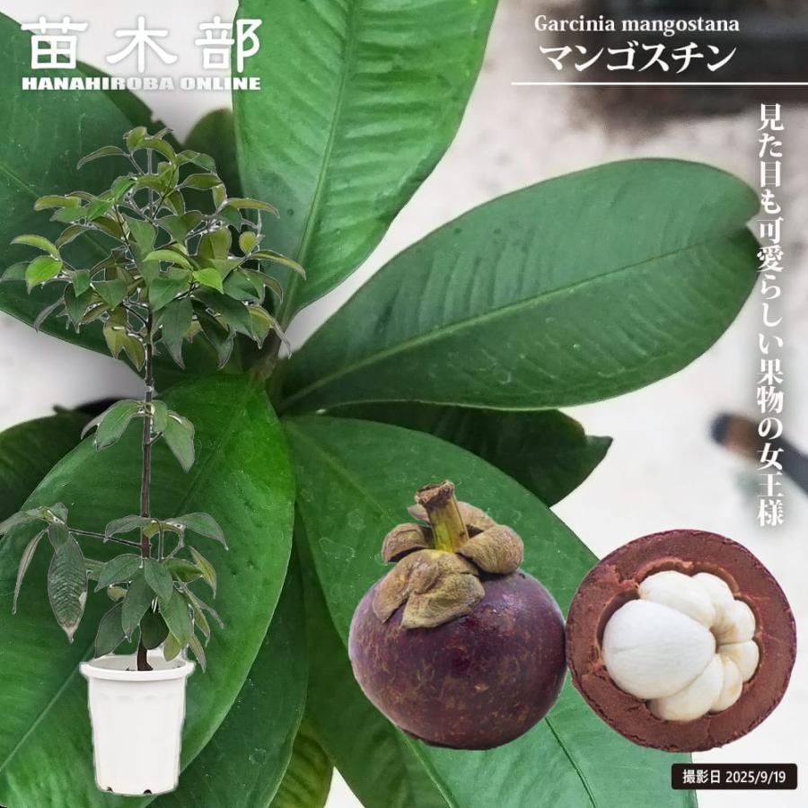 マンゴスチン 果物の女王 10年生接木大苗 10号鉢植え 大型宅配便・特大