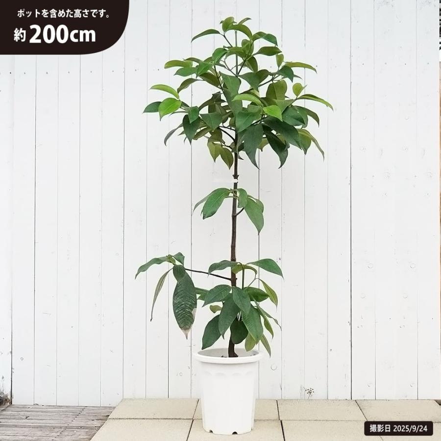 マンゴスチン 果物の女王 10年生接木大苗 10号鉢植え 大型宅配便・特大
