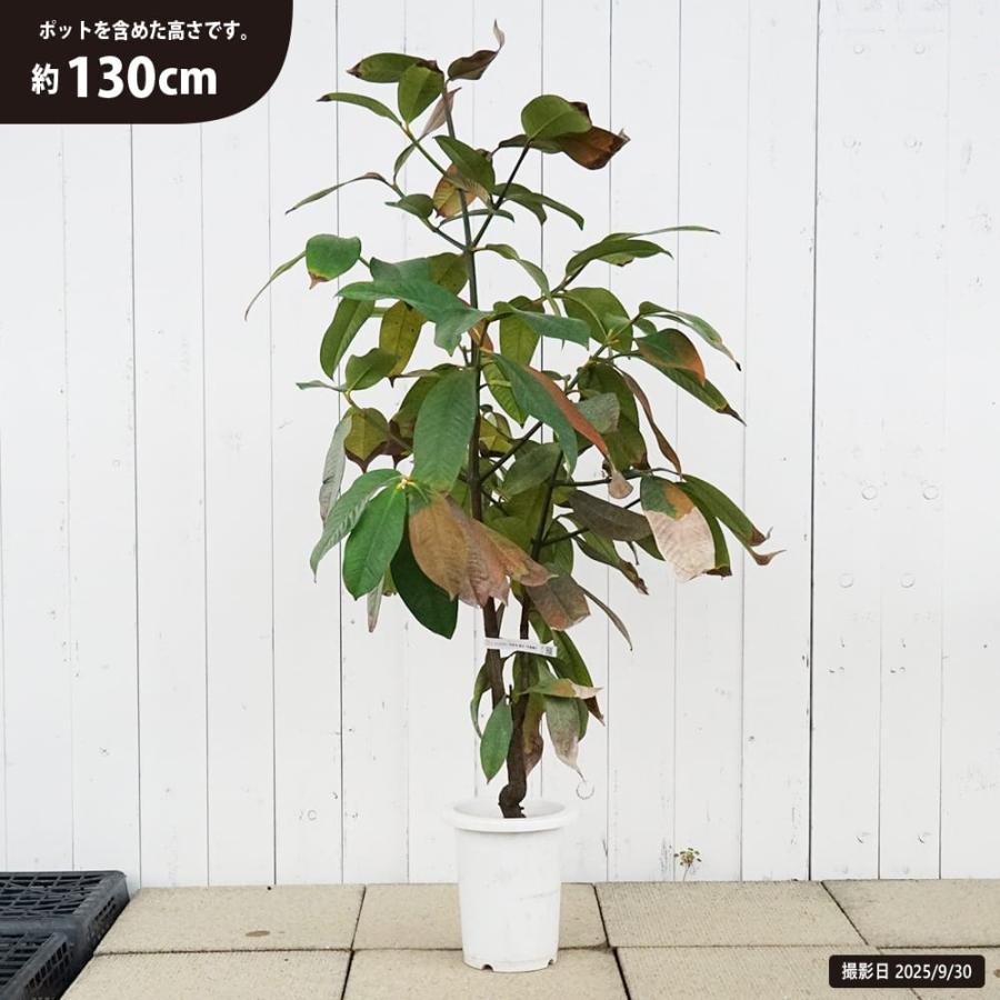 マンゴスチン苗木☆アチャチャイル(ボリビアマンゴスチン)実生6年大苗