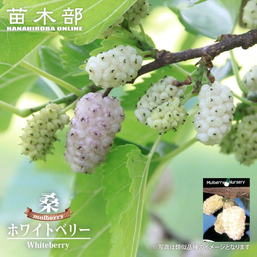 マルベリー ホワイトベリー 1年生接木 5号ポット苗 : 苗木部 花ひろば