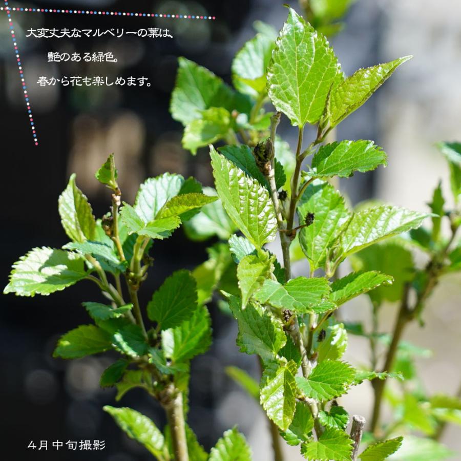 白実 マルベリー 苗 ホワイトベリー 鉢苗 果樹 桑の木 果樹苗 Maruberi Howaitoberi 2 苗木部 花ひろばオンライン 通販 Yahoo ショッピング