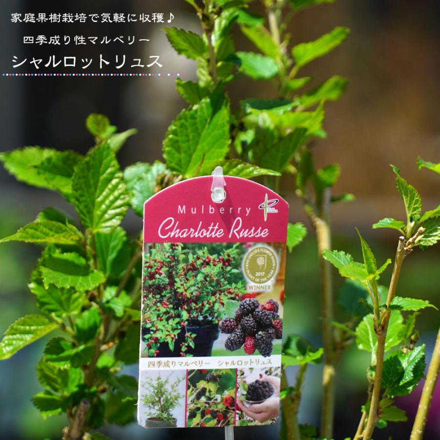 マルベリー 桑の木 シャルロットリュス 挿し木 ポット苗 Maruberi Charlotteruse 苗木部 花ひろばオンライン 通販 Yahoo ショッピング