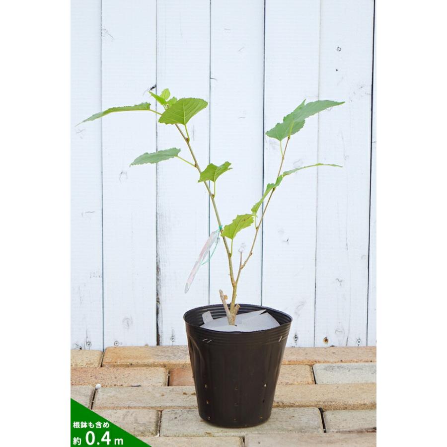 桑の木 マルベリー ポット苗 爆買いweek : 苗木部 花ひろばオンライン