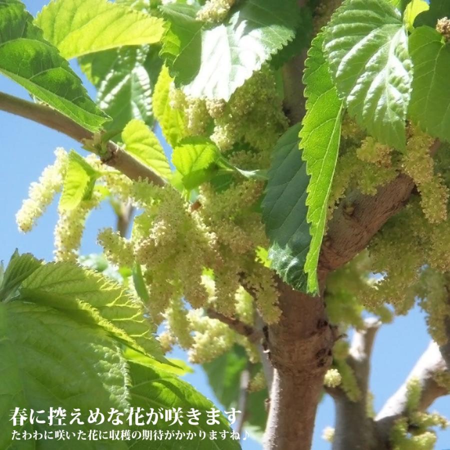 マルベリー（桑の木） カタネオ 接木 鉢植え : 苗木部 花ひろば