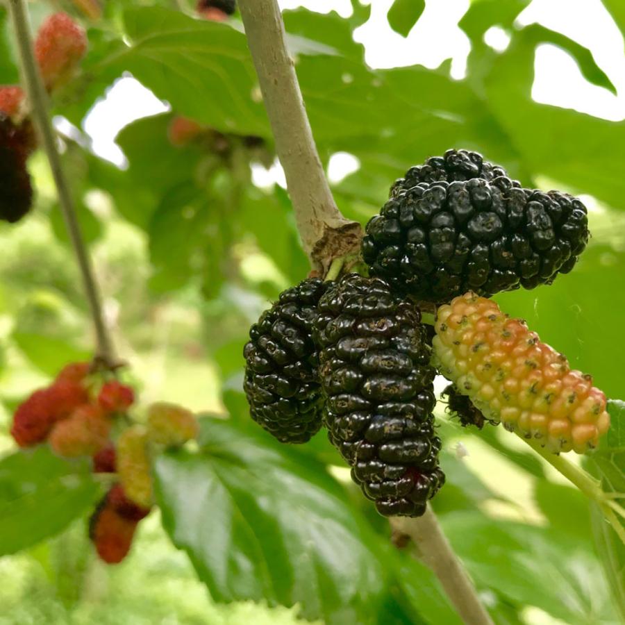 マルベリー 大唐桑 ポット苗 桑 果樹 果樹苗 Maruberi Okarakuwa 苗木部 花ひろばオンライン 通販 Yahoo ショッピング