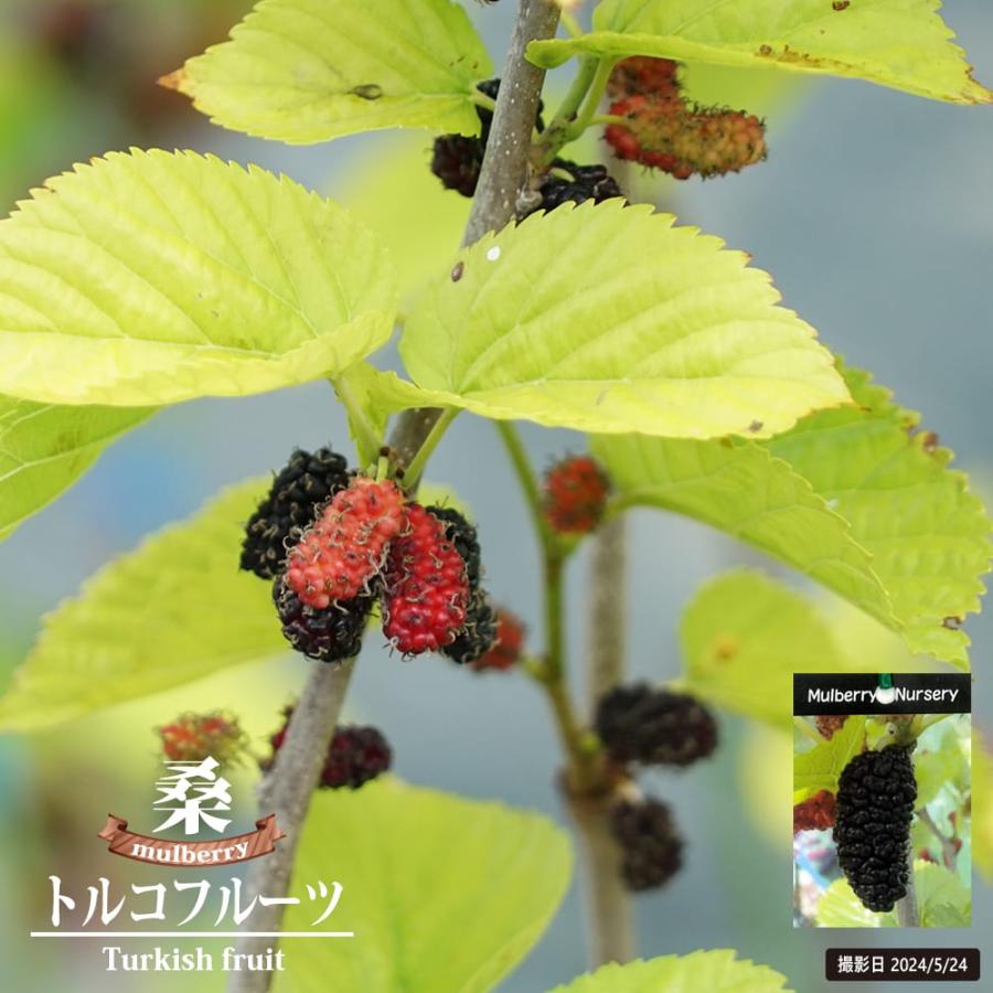 マルベリー（桑の木） トルコフルーツ 接木 鉢植え : 苗木部 花ひろば