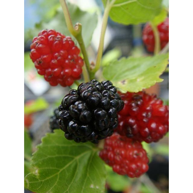 マルベリー 多胡早生 ポット苗 桑 果樹 果樹苗 Maruberi owase 苗木部 花ひろばオンライン 通販 Yahoo ショッピング