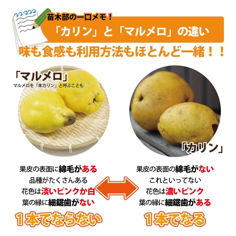 マルメロ （在来種） 1年生接木苗 : 苗木部 花ひろばオンライン - 通販 