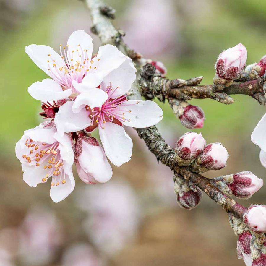 桃 苗木 矮性桃苗 ボンファイヤー 1年生接木苗 登録品種・品種登録 爆