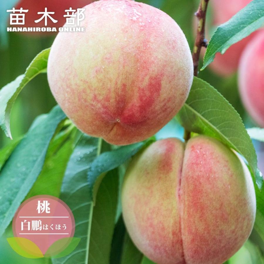 桃　白鳳　成木 桃 苗木 白鳳 1年生接木苗 爆買いweek : 苗木部 花ひろばオンライン