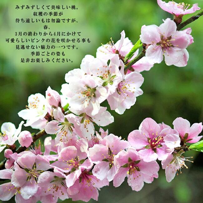 桃 苗木 白鳳 1年生接木苗 予約販売11〜12月頃入荷予定 : 苗木部 花