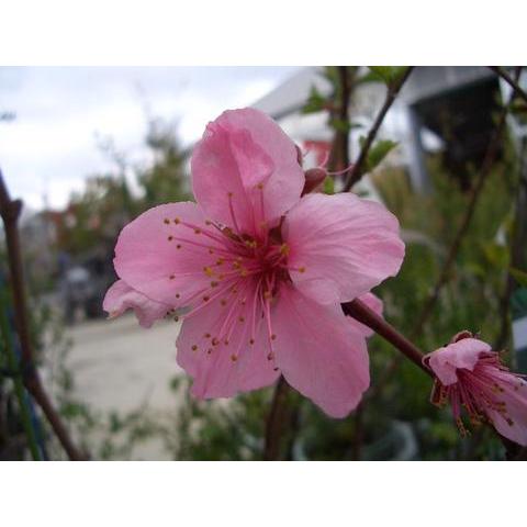 桃 苗木 白鳳 1年生接木苗 予約販売11〜12月頃入荷予定 : 苗木部 花