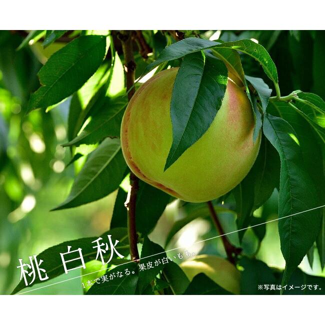 桃 苗木 白秋 1年生接木苗 登録品種・品種登録 : 苗木部 花ひろば