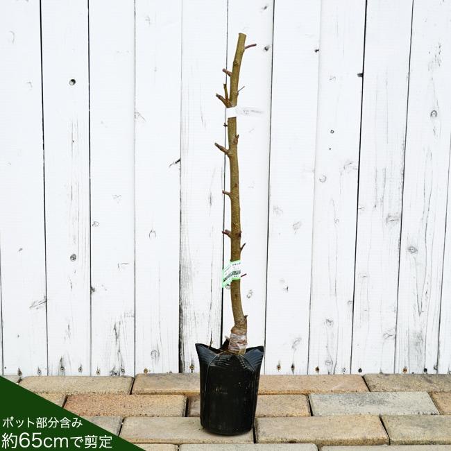 桃 苗木 白秋 1年生接木苗 登録品種・品種登録 : 苗木部 花ひろば