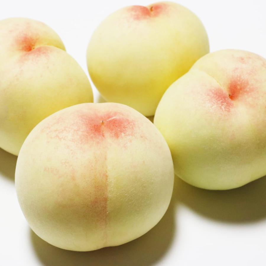 桃 苗木 白秋 1年生接木苗 登録品種・品種登録 予約販売11〜12月頃入荷