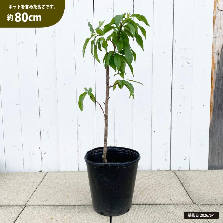 希少　白桃苗木　3年生 希少白桃苗木3年生