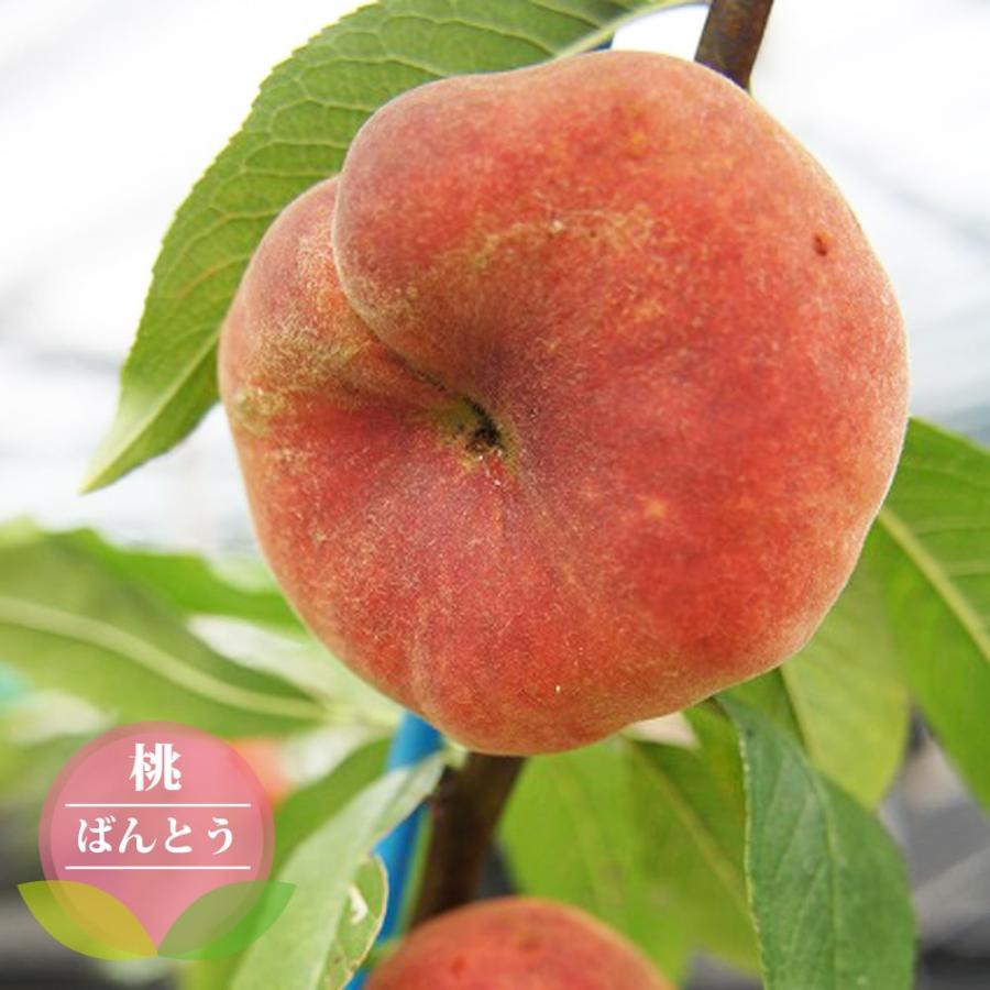 （3年生）大紅蟠桃苗木 桃 苗木 【蟠桃 （ばんとう）】 3年生 接ぎ木 約1.3m 大苗 : 苗木の