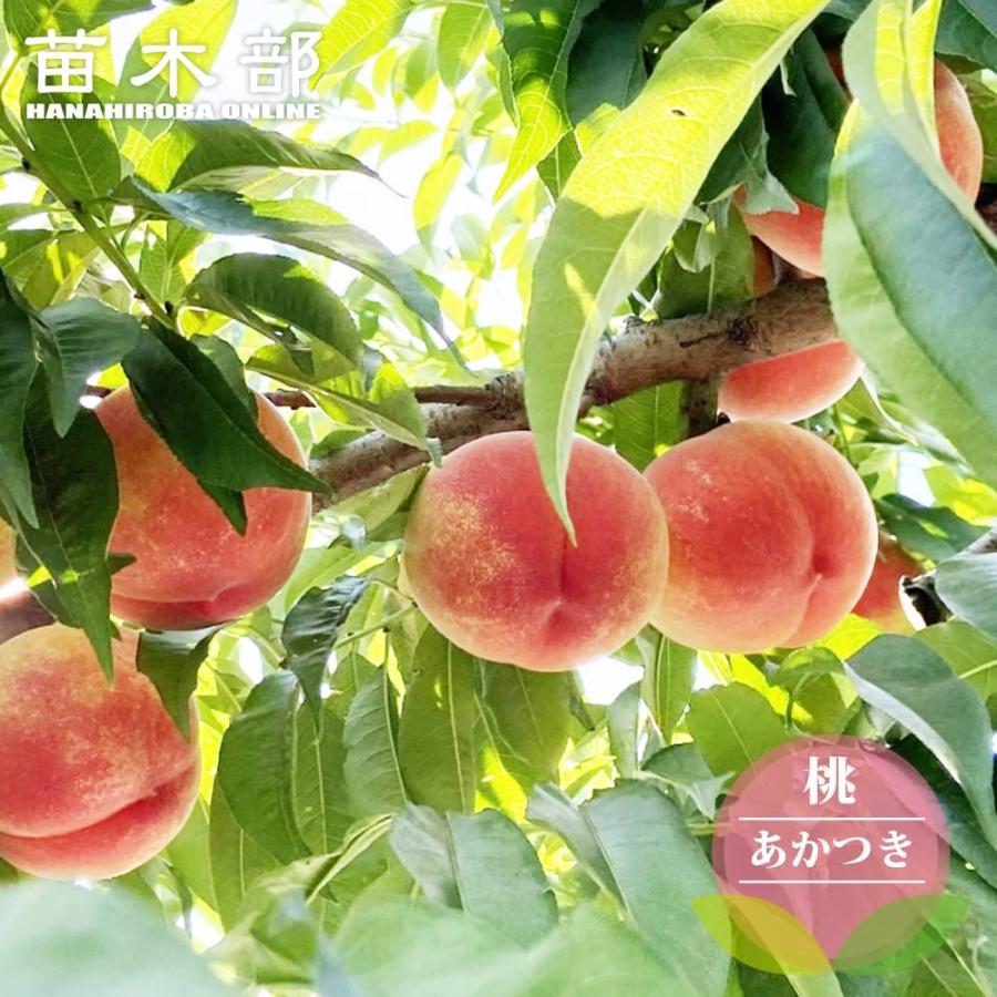 桃 苗木 あかつき 1年生接木苗 : 苗木部 花ひろばオンライン - 通販