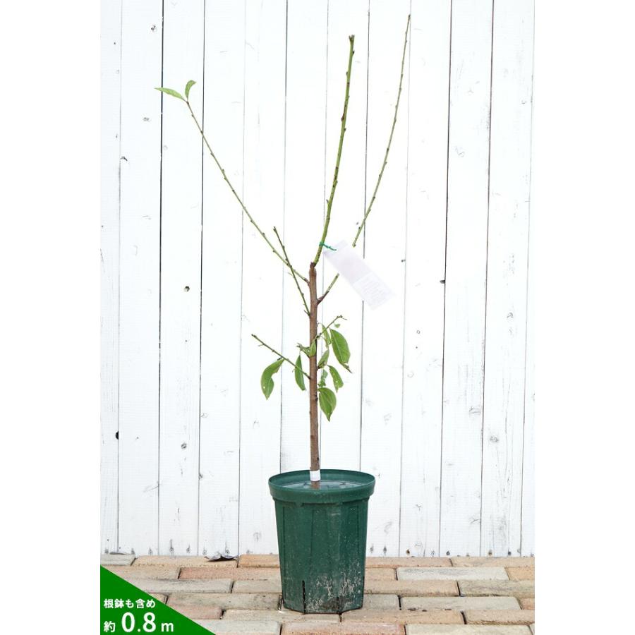桃 苗木 大玉あかつき 2年生接木苗 ロングスリット鉢植え 限定販売