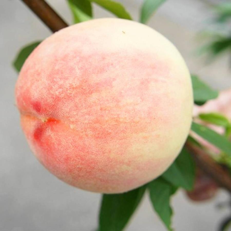 桃 苗木 大玉あかつき 2年生接木苗 ロングスリット鉢植え 限定販売