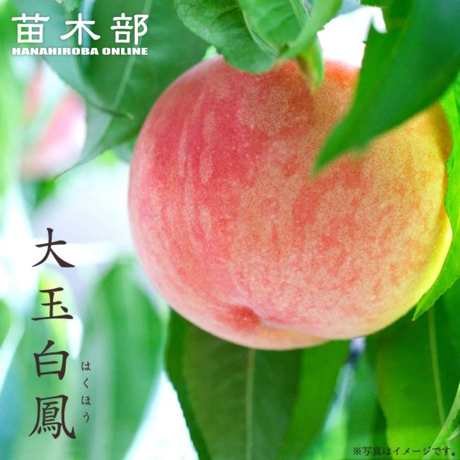 桃 苗木 大玉白鳳 1年生接木苗 爆買いweek : 苗木部 花ひろば 