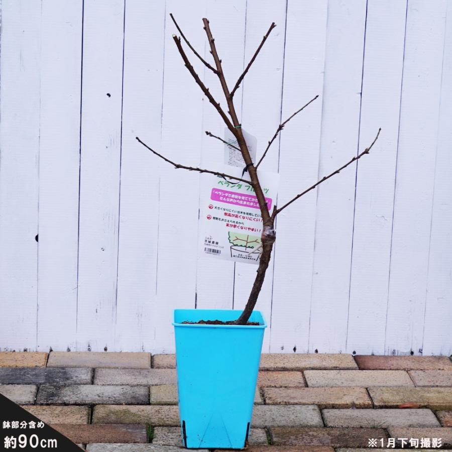 Yd大玉白鳳 桃 もも 2年生 わい性台木 接木苗木 Momo Oodamahakuhou01ydi 苗木部 花ひろばオンライン 通販 Yahoo ショッピング