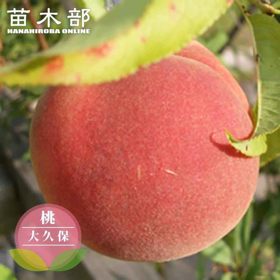 大久保　4年桃の苗木 1.3メートル 桃 苗木 大久保 3年生接木1m大苗 産地で剪定済 1.0m苗 : 苗木部 花