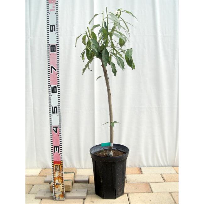桃 苗木 清水白桃 2年生接木苗 ロングスリット鉢植え 限定販売 予約