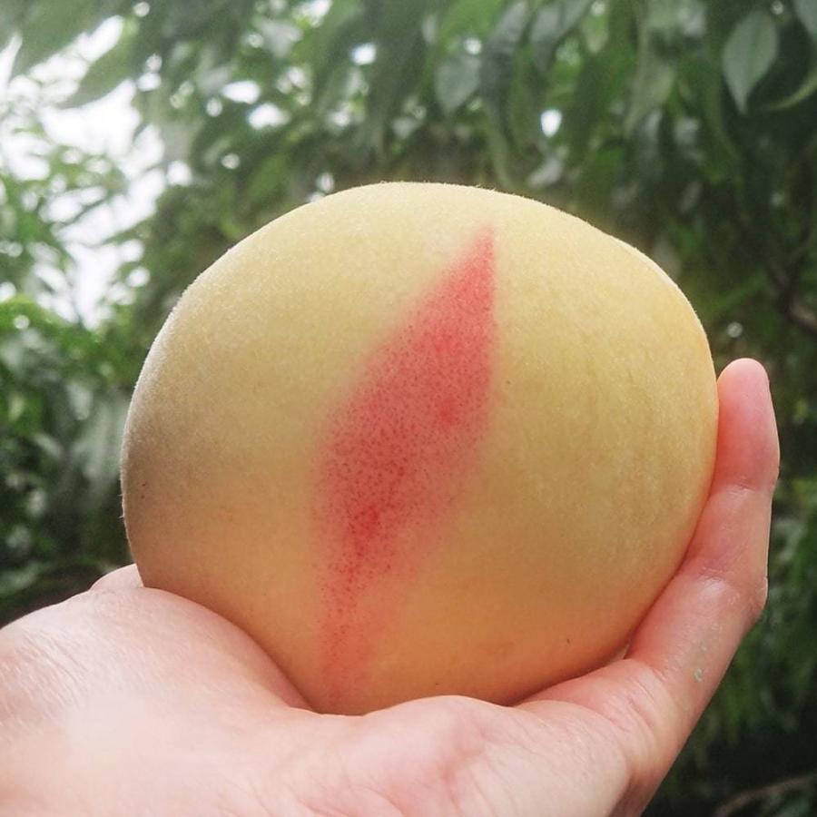 1円 １着でも送料無料 手品屋 国産 マジック用シルクハンカチ 30cm角