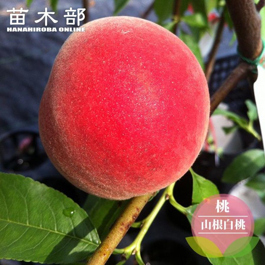 桃 苗木 山根白桃 1年生接木苗 爆買いweek : 苗木部 花ひろば