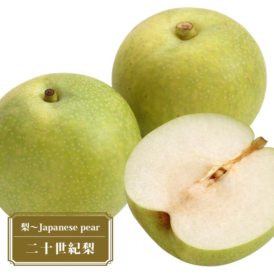 梨 苗木 二十世紀梨 1年生接木苗 予約販売11〜12月頃入荷予定 : 苗木部
