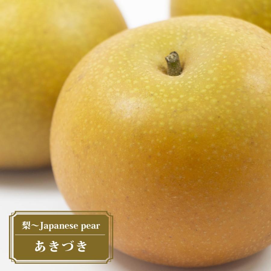 ナシ苗木　【秋月】　PVP登録品種 梨 苗木 あきづき 1年生接木苗 登録品種・品種登録 : 苗木部 花ひろば